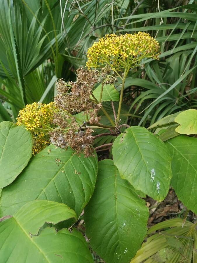 Senecio grandiflorus leaf