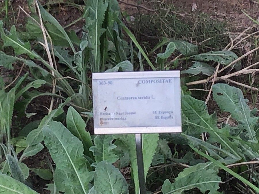 Centaurea seridis — houseplant care guide