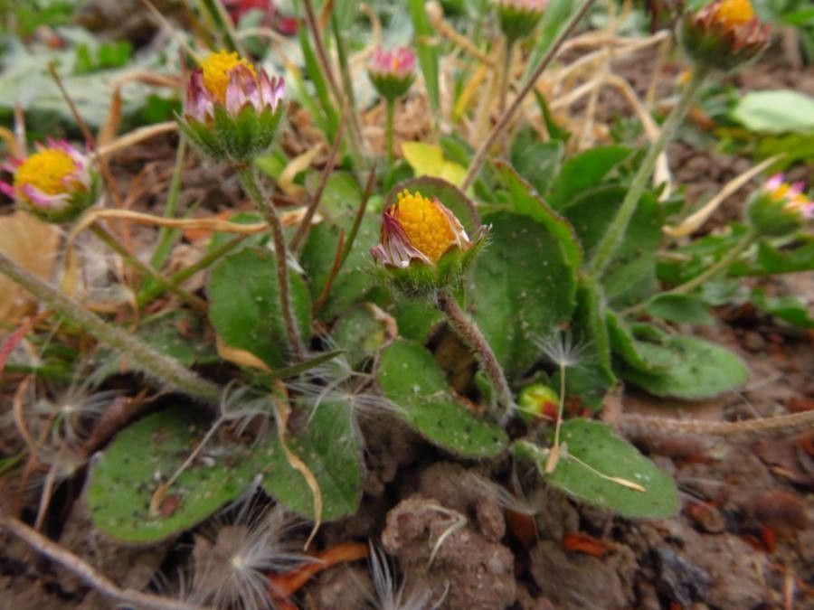 Erigeron vagus flower