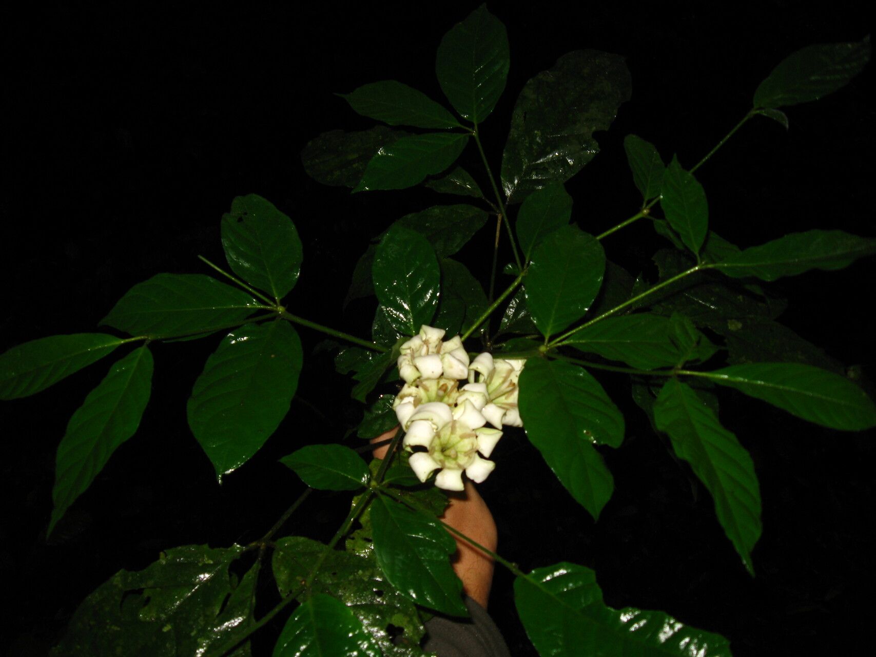 Rothmannia octomera habit