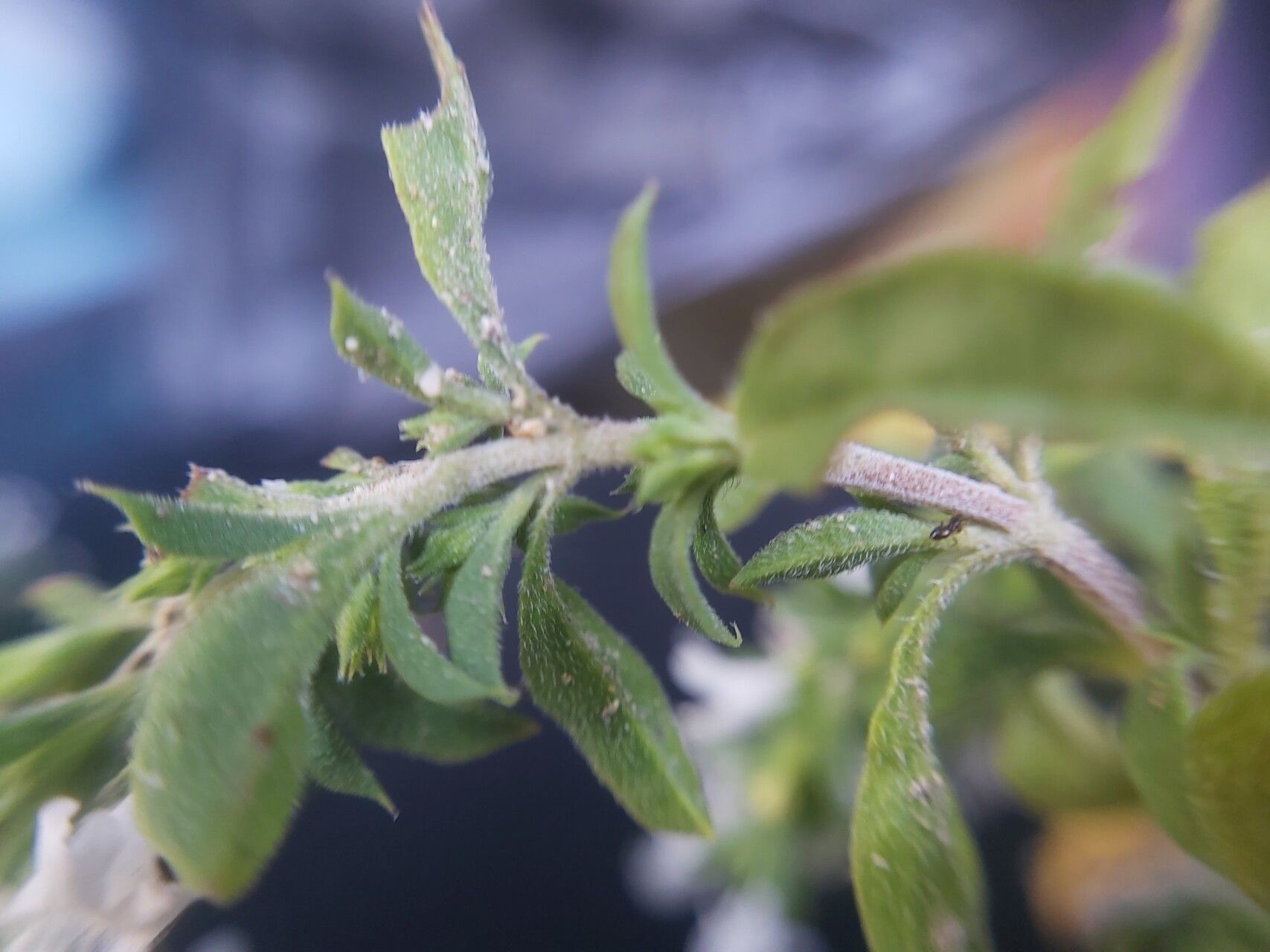 Satureja pilosa bark