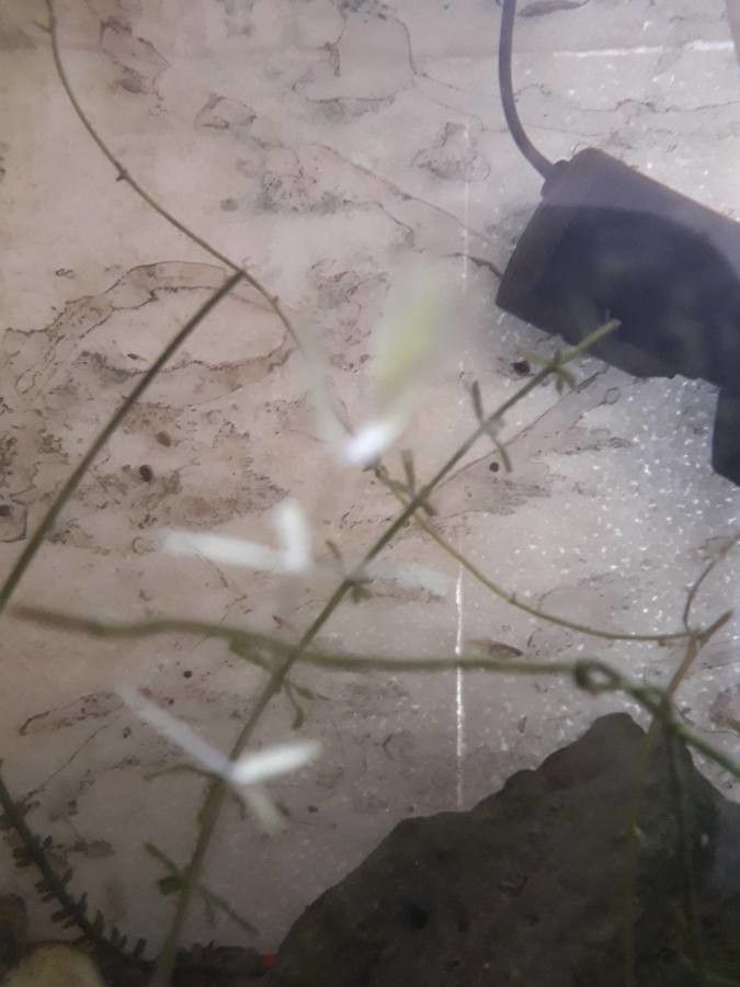 Utricularia gibba habit