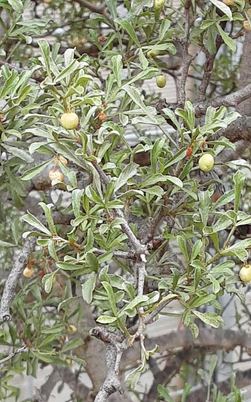 Searsia undulata leaf