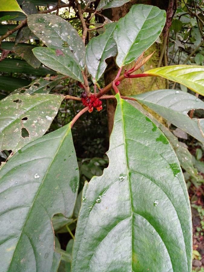 Drymonia coriacea leaf