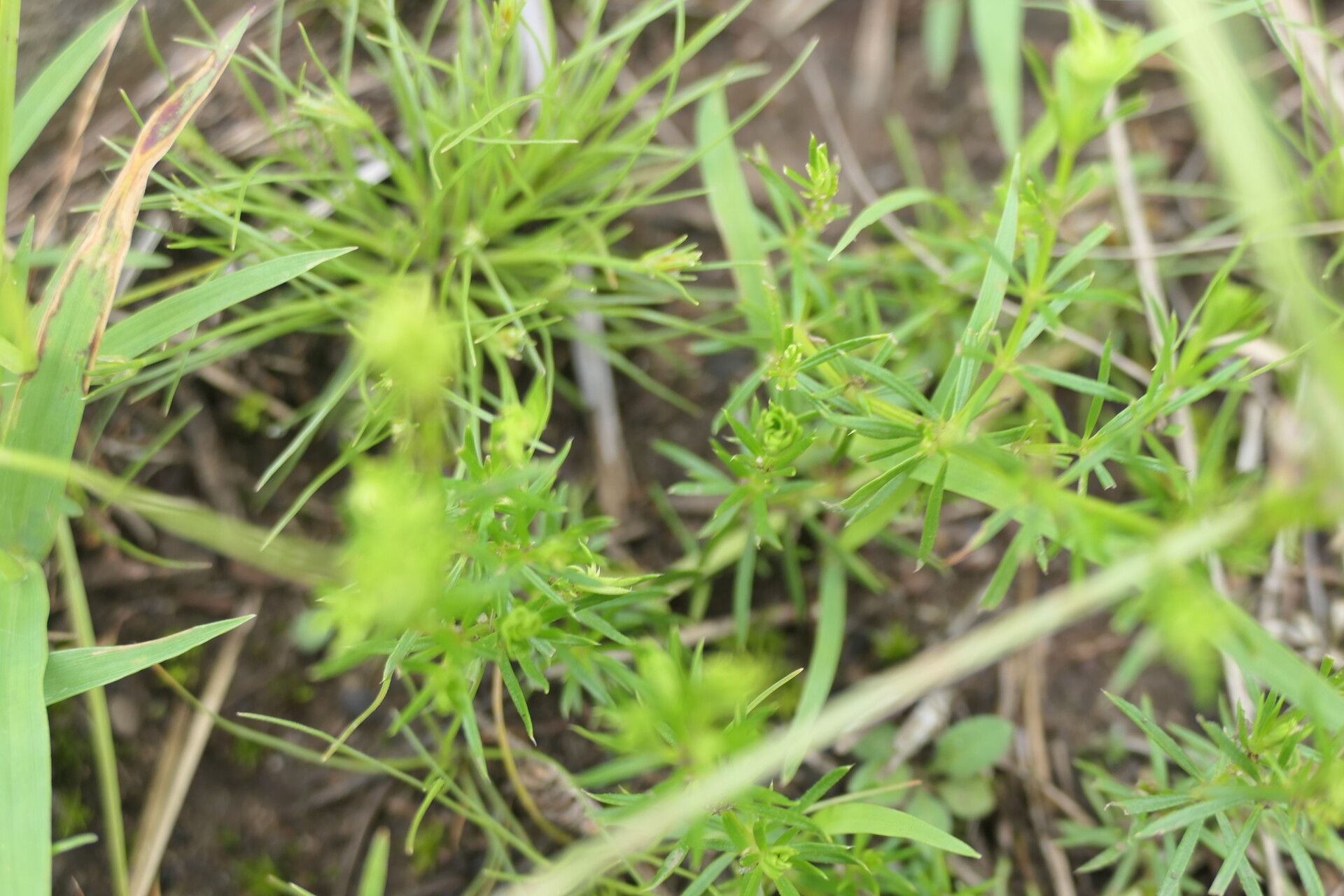 Galium capense — houseplant care guide