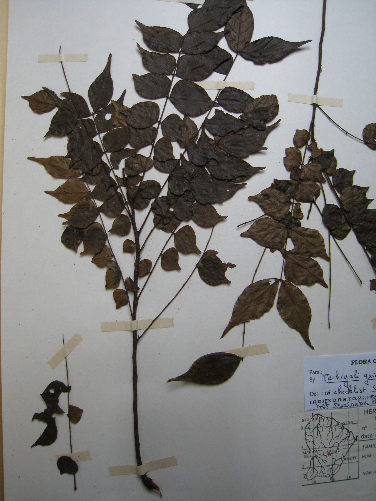 Tachigali guianensis other
