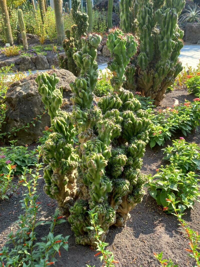 Cereus peruvianus habit