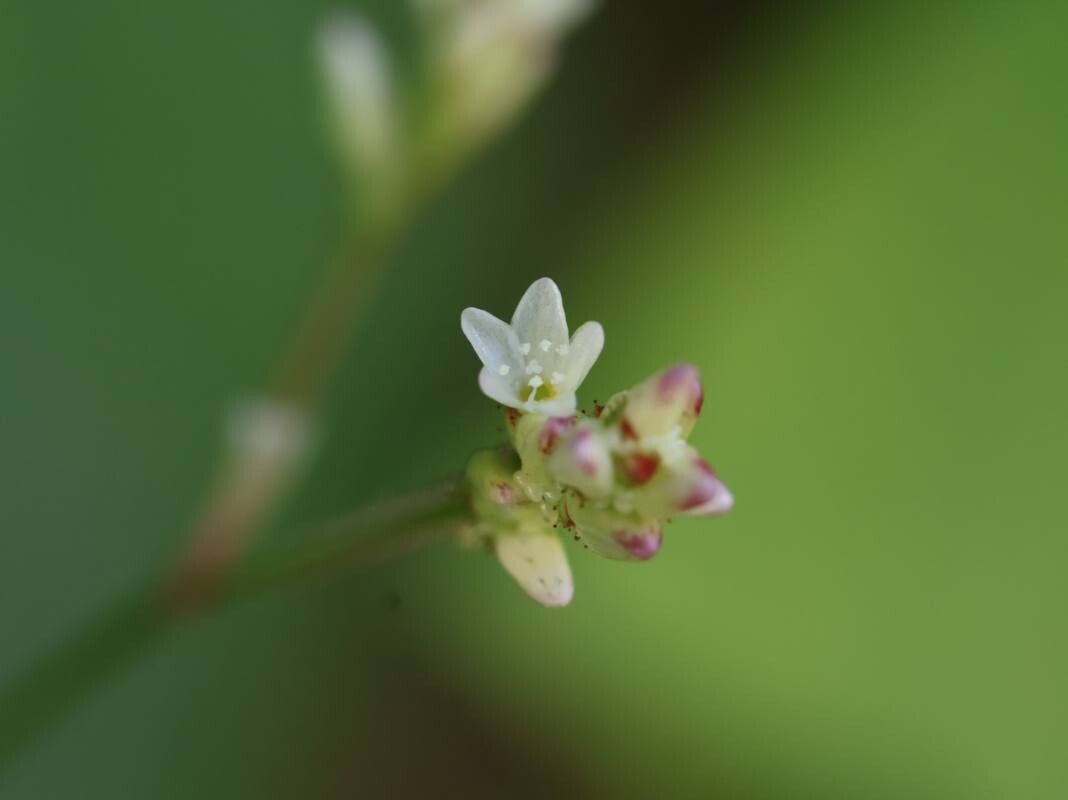 Persicaria muricata — houseplant care guide