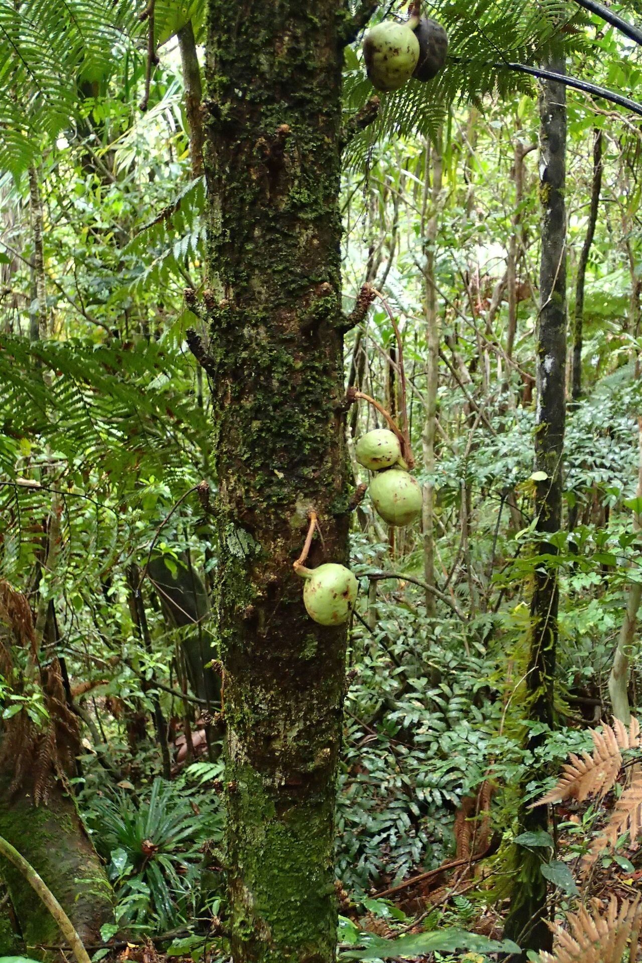 Acropogon merytifolius fruit