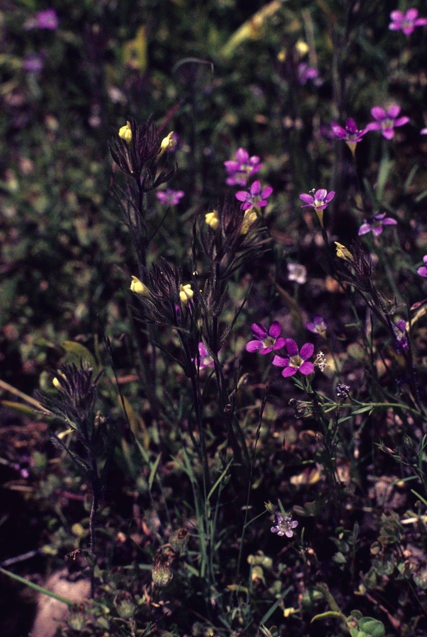Navarretia capillaris habit