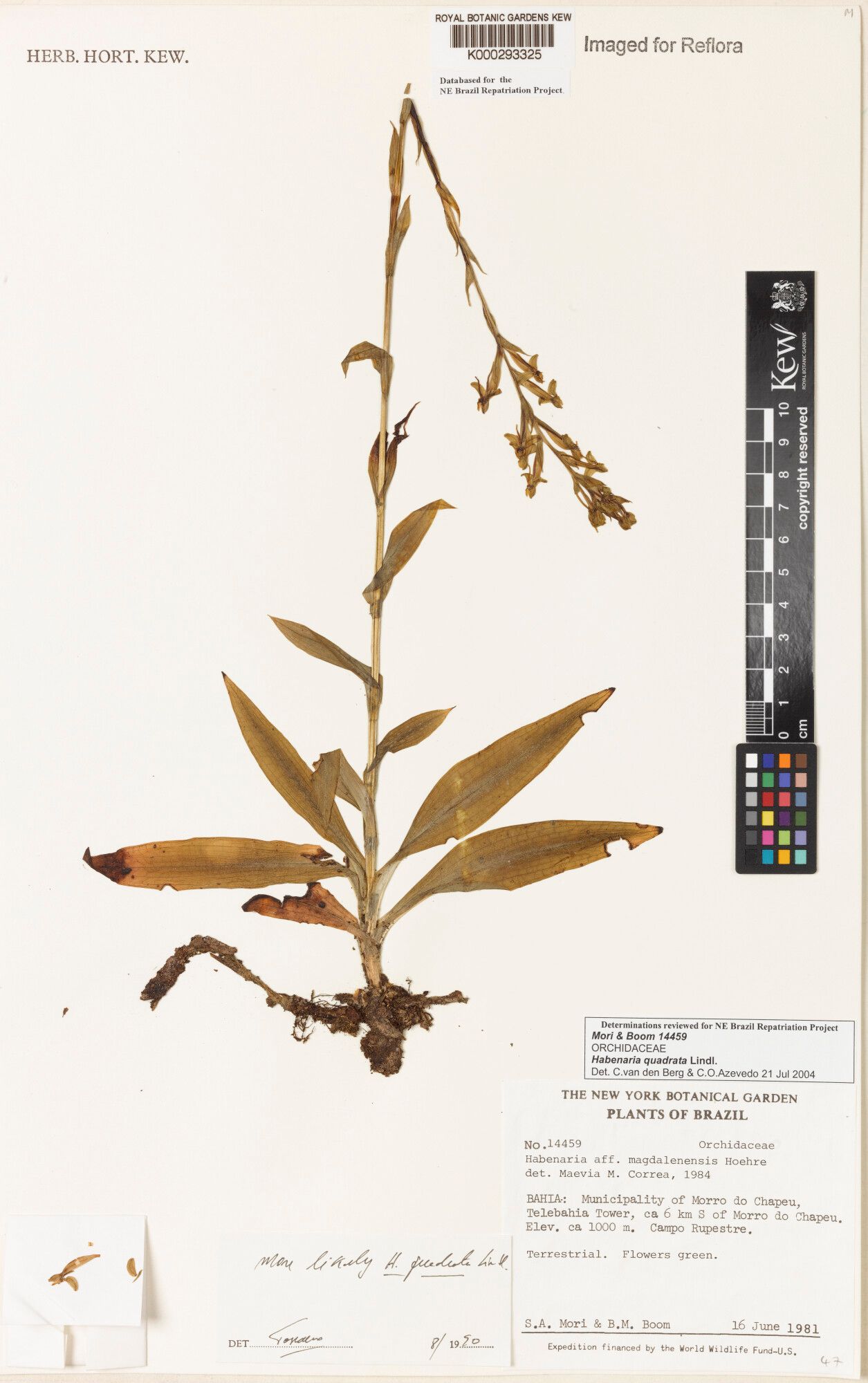 Habenaria josephensis — houseplant care guide