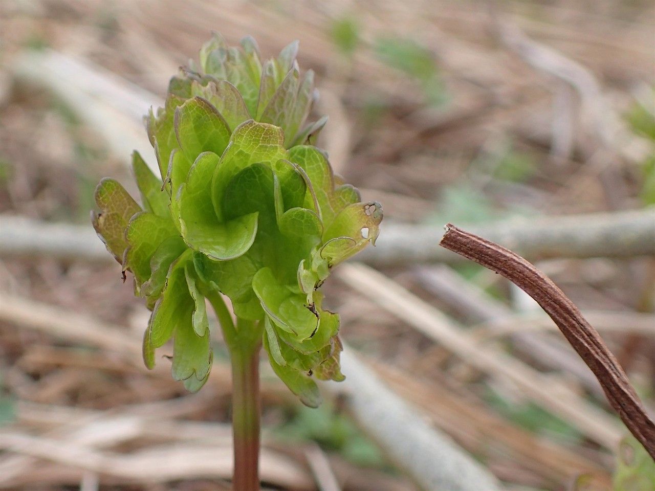 Thalictrum flavum fruit