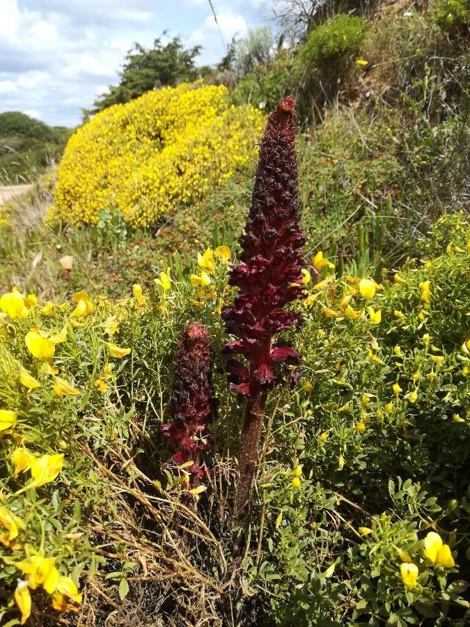 Orobanche sanguinea flower