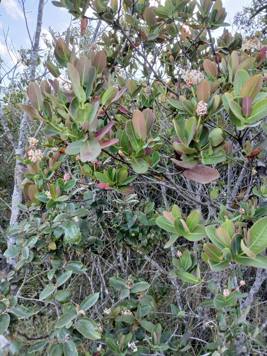 Byrsonima umbellata habit