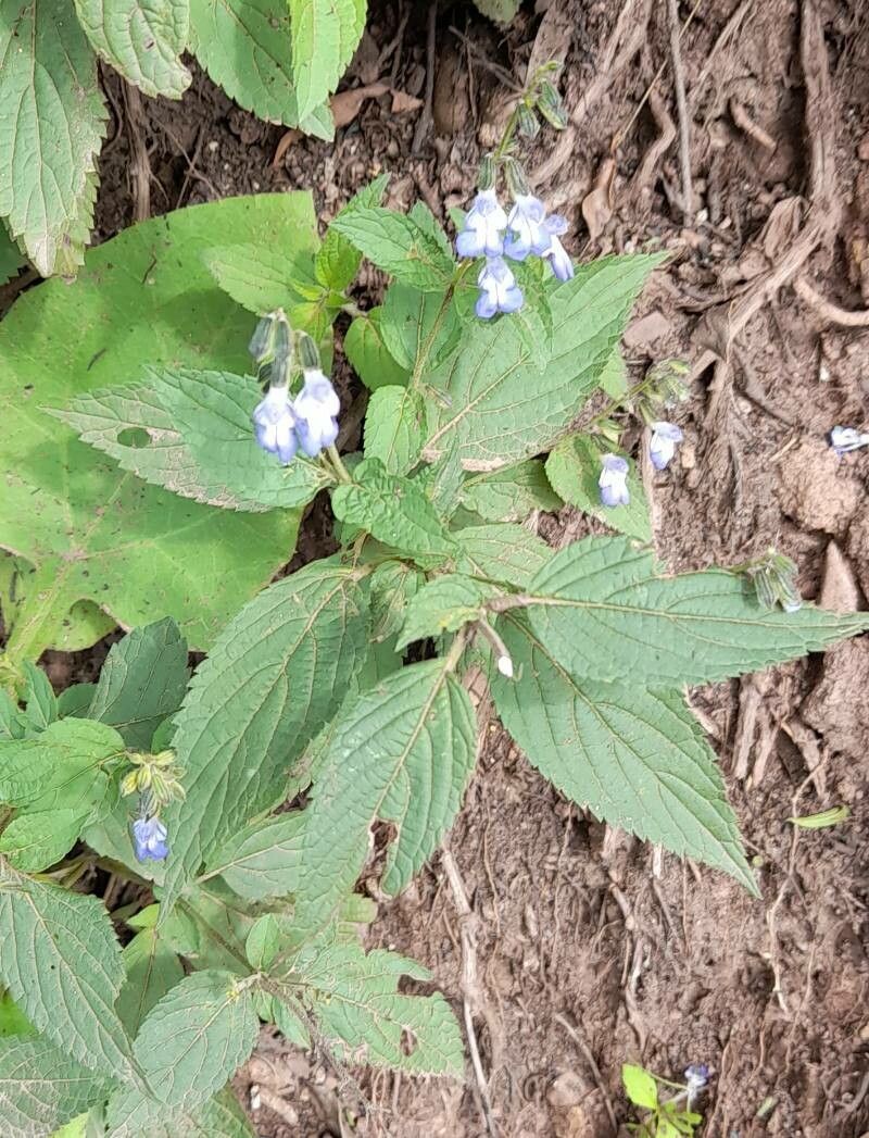 Salvia rypara habit