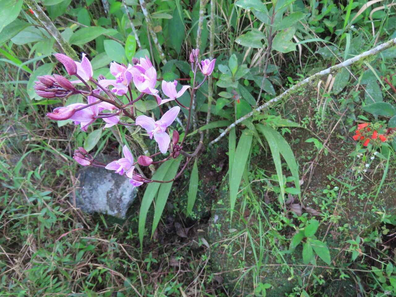 Bletia purpurea flower