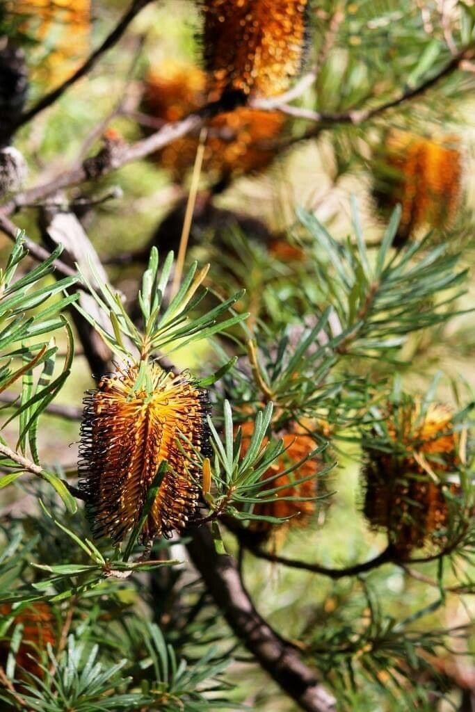 Banksia spinulosa flower