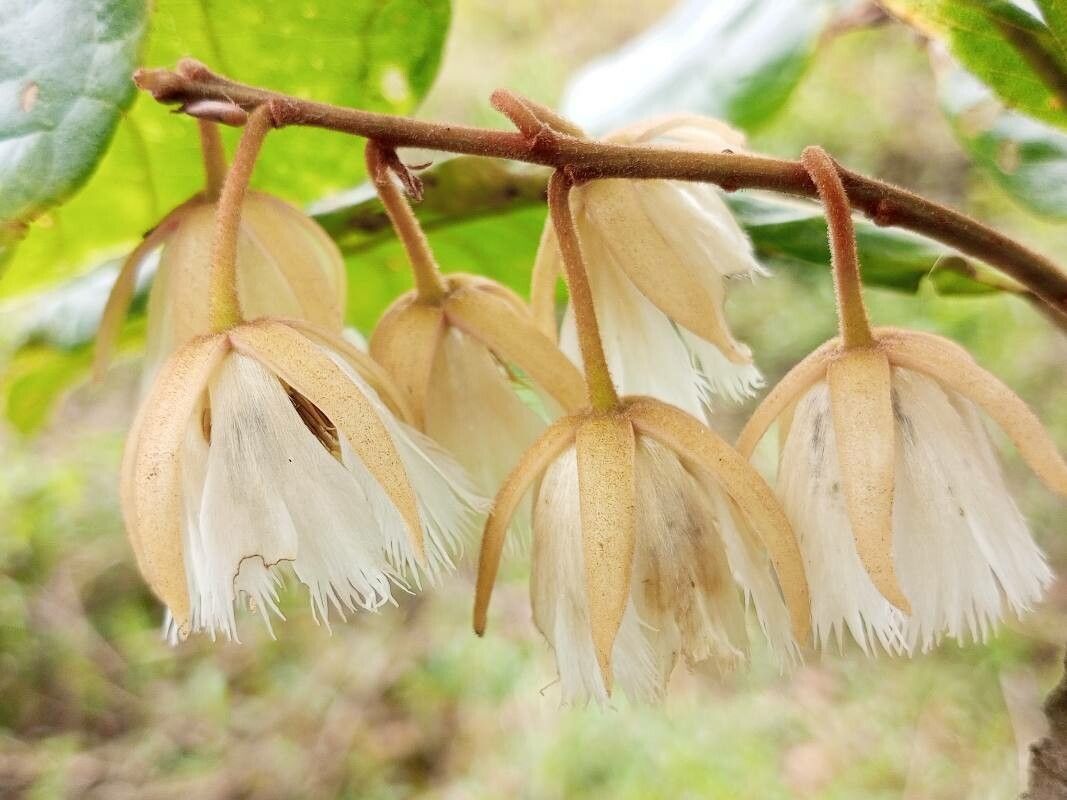 Elaeocarpus tuberculatus flower