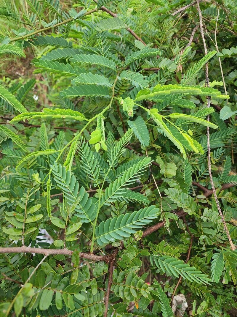 Chamaecrista fallacina — houseplant care guide