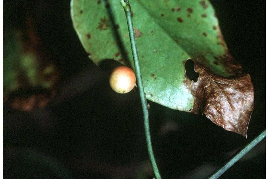 Smilax walteri fruit