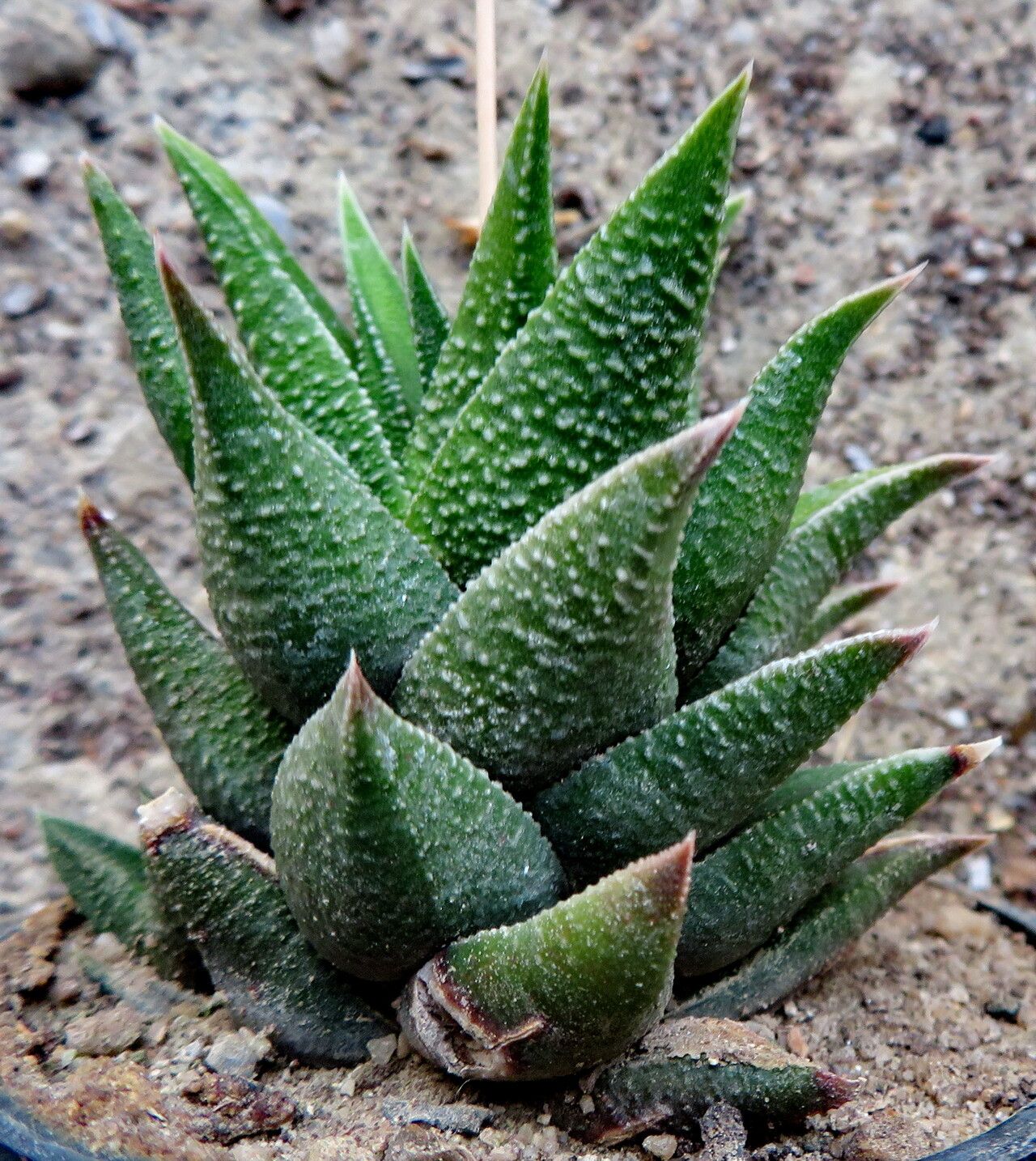 Haworthiopsis × rigida — search result for 'Haworthiopsis'