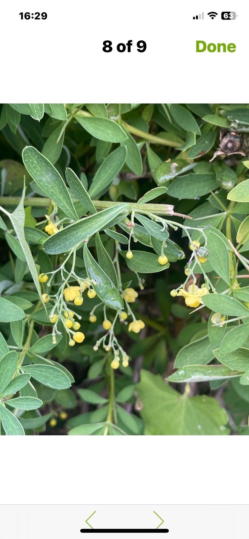 Berberis wilsoniae flower