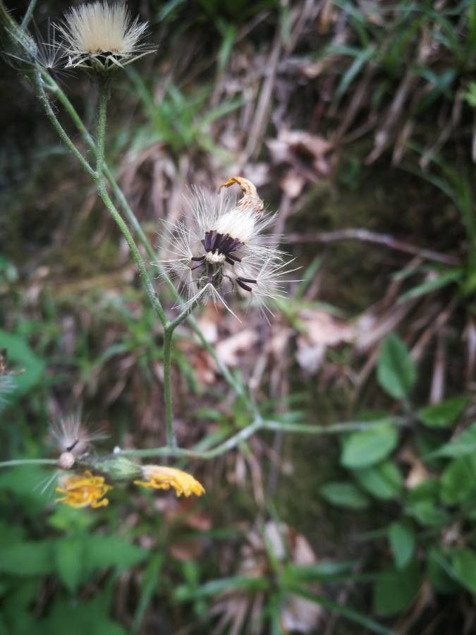 Hieracium glaucinum fruit
