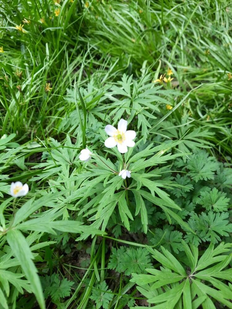 Anemonoides caerulea — related species from the same genus