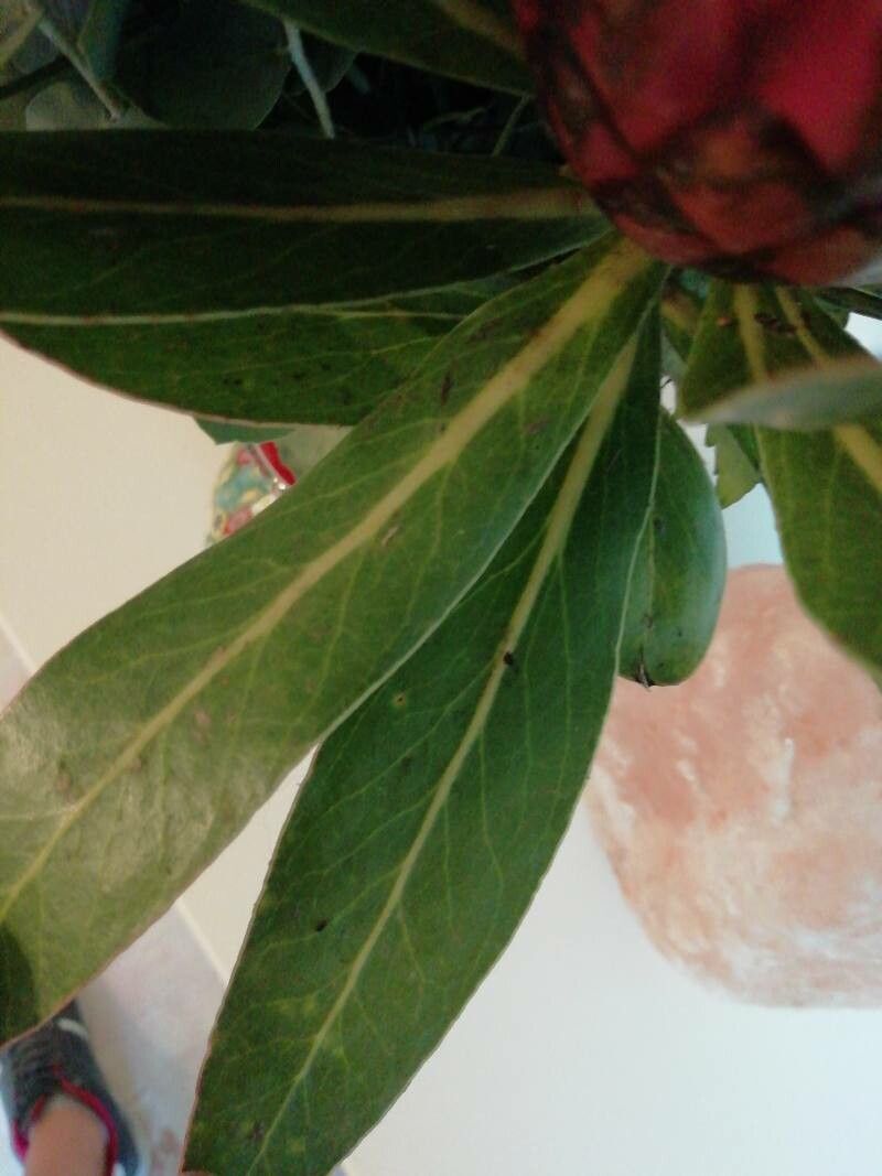 Protea caffra — related species from the same genus