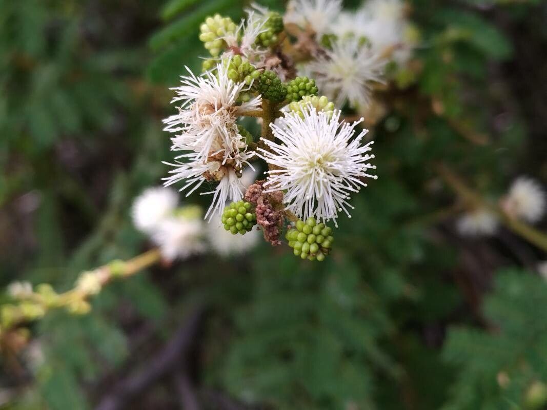 Mimosa latispinosa flower