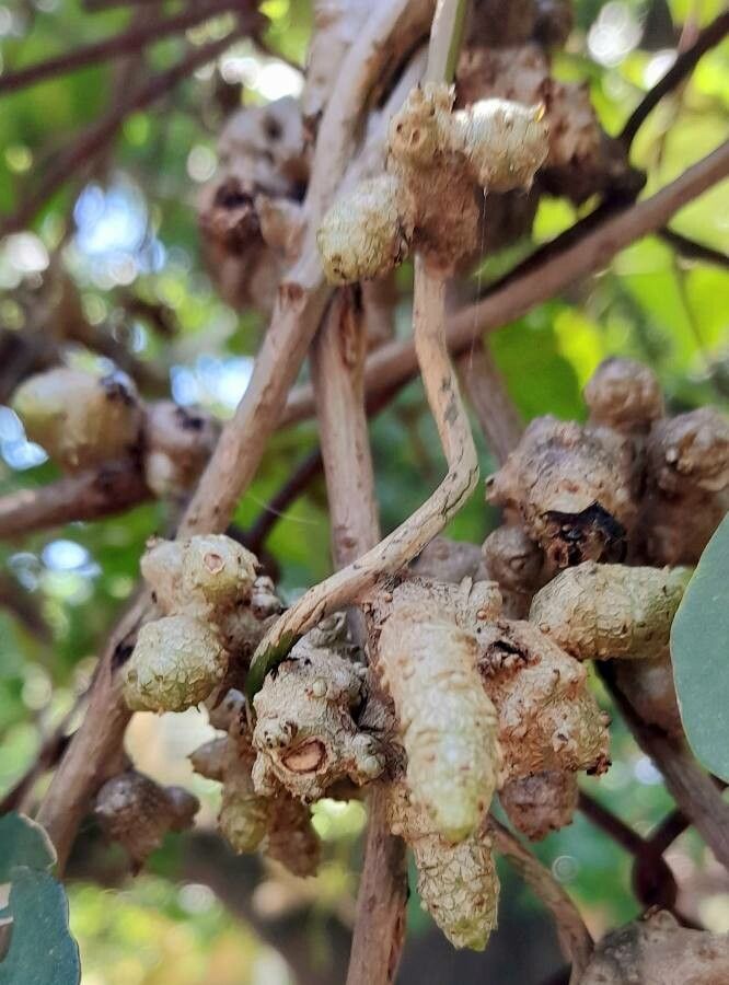 Anredera cordifolia fruit