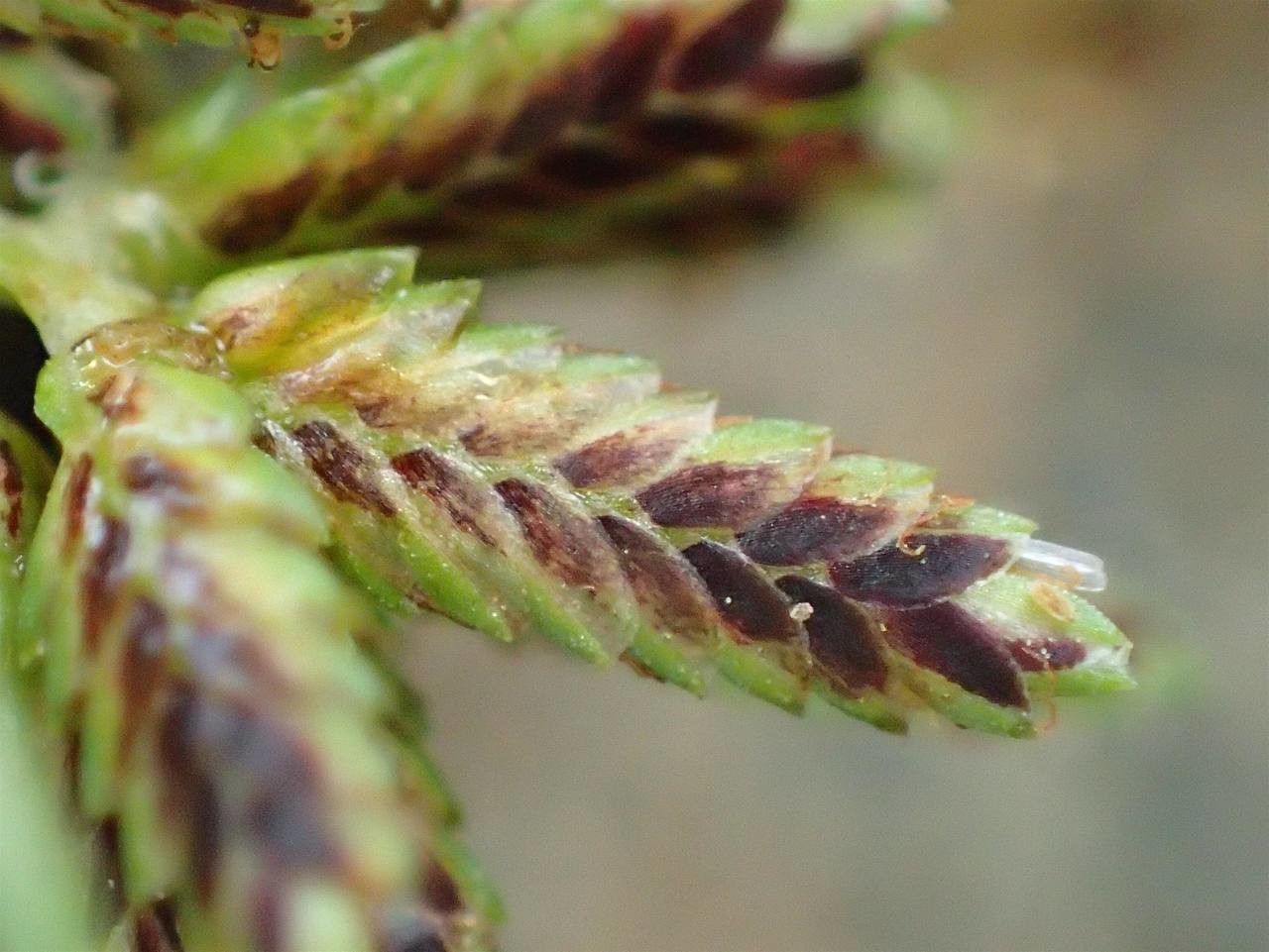 Cyperus fuscus fruit