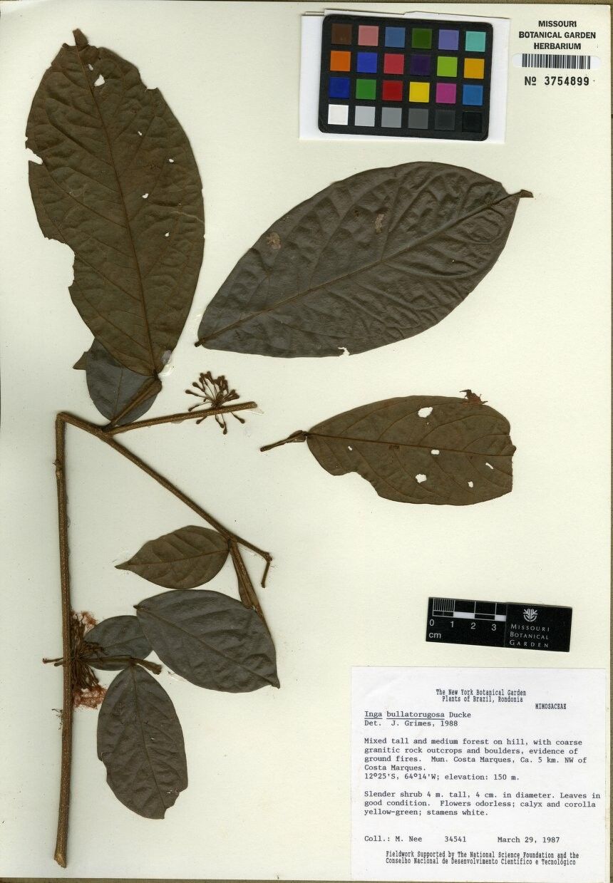 Inga bullatorugosa — houseplant care guide