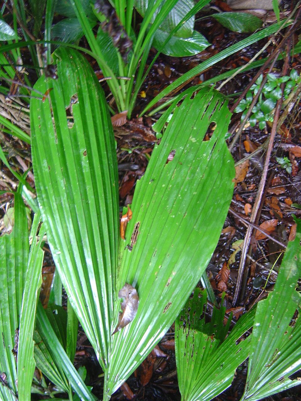 Asplundia rivularis habit