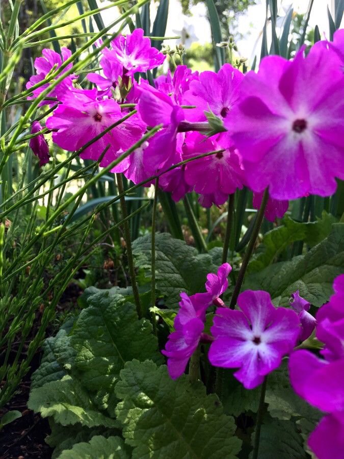 Primula sieboldii flower