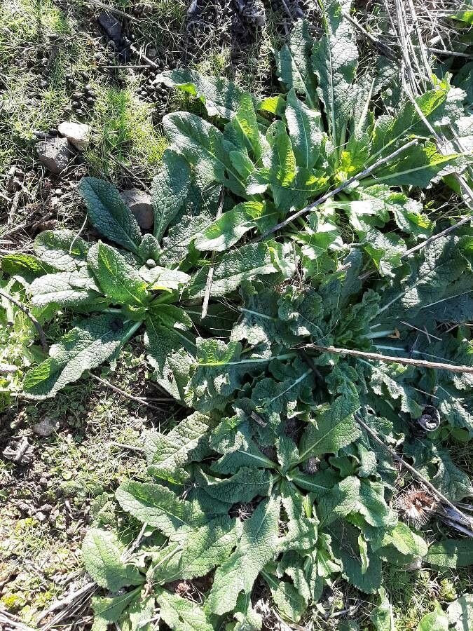 Borago pygmaea habit