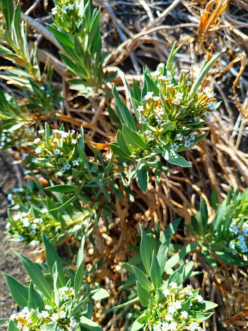 Rhazya stricta flower