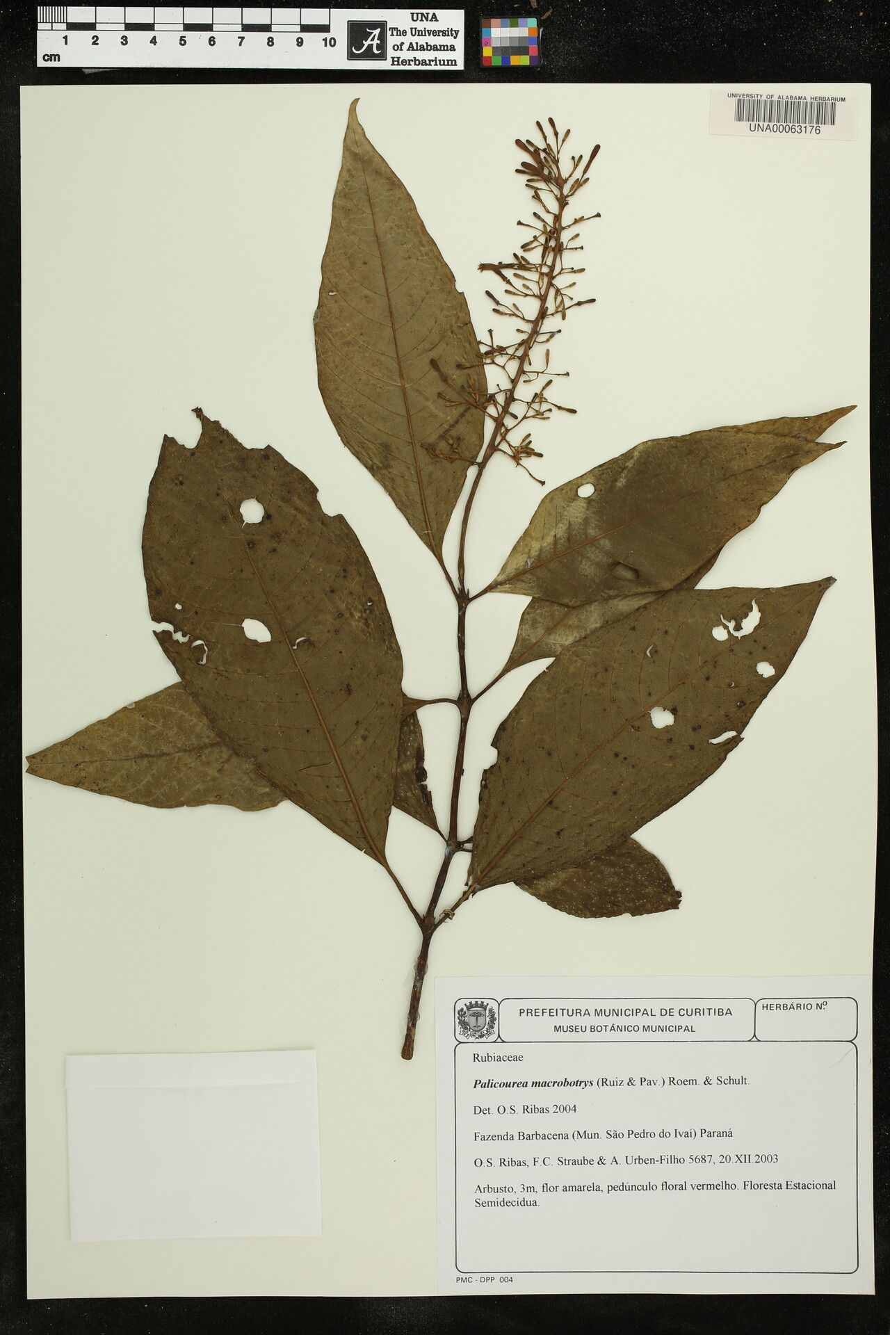 Palicourea macrobotrys other