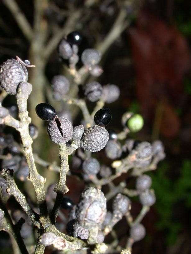 Zanthoxylum panamense fruit