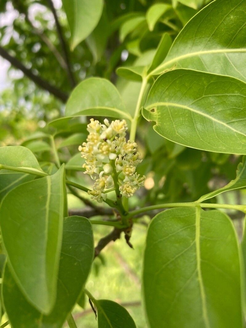 Melicoccus bijugatus flower