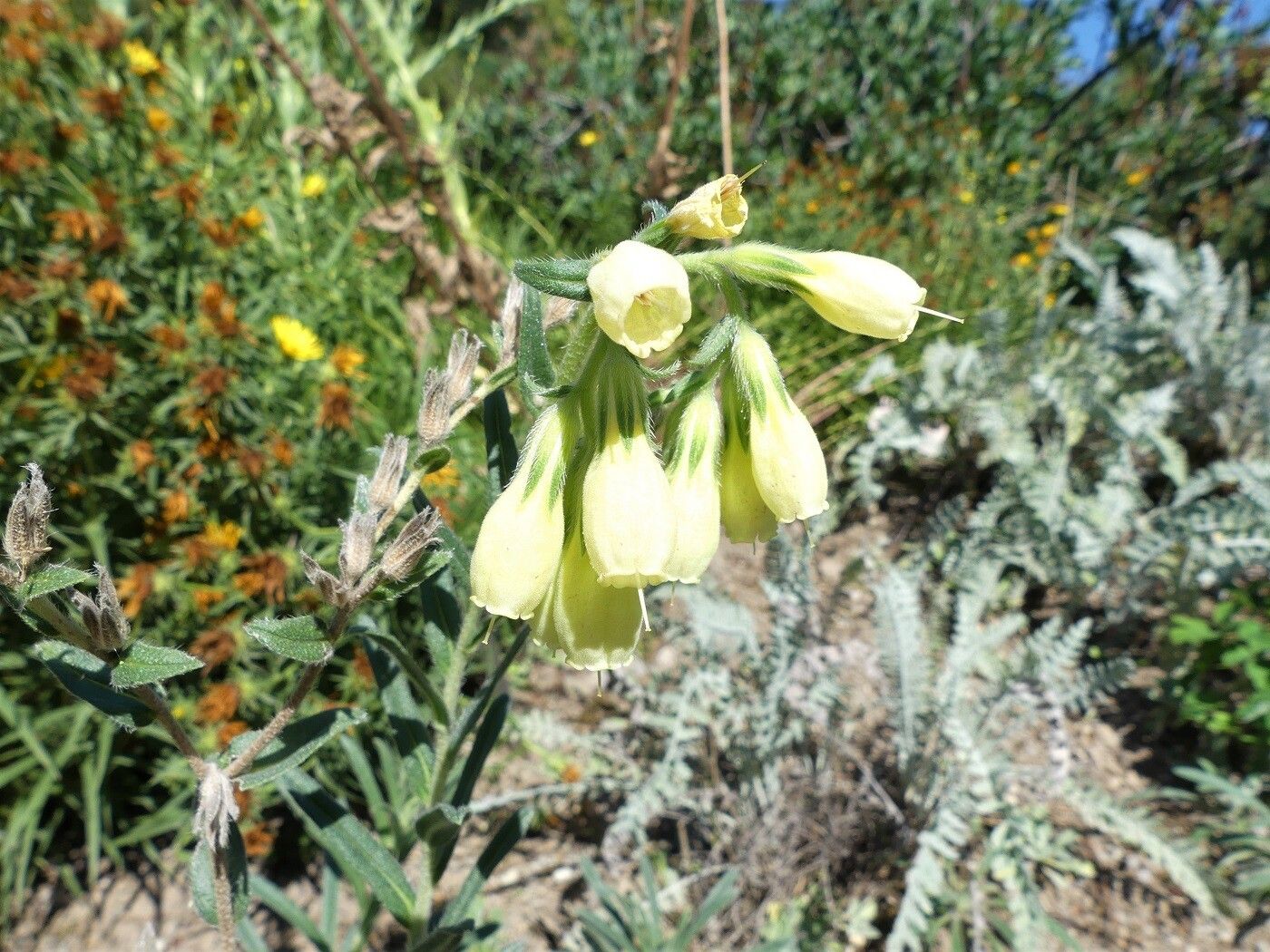 Onosma viridis flower