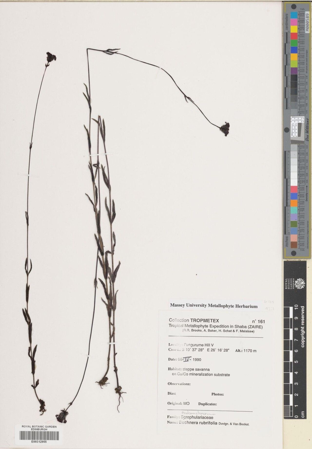 Buchnera rubriflora — houseplant care guide