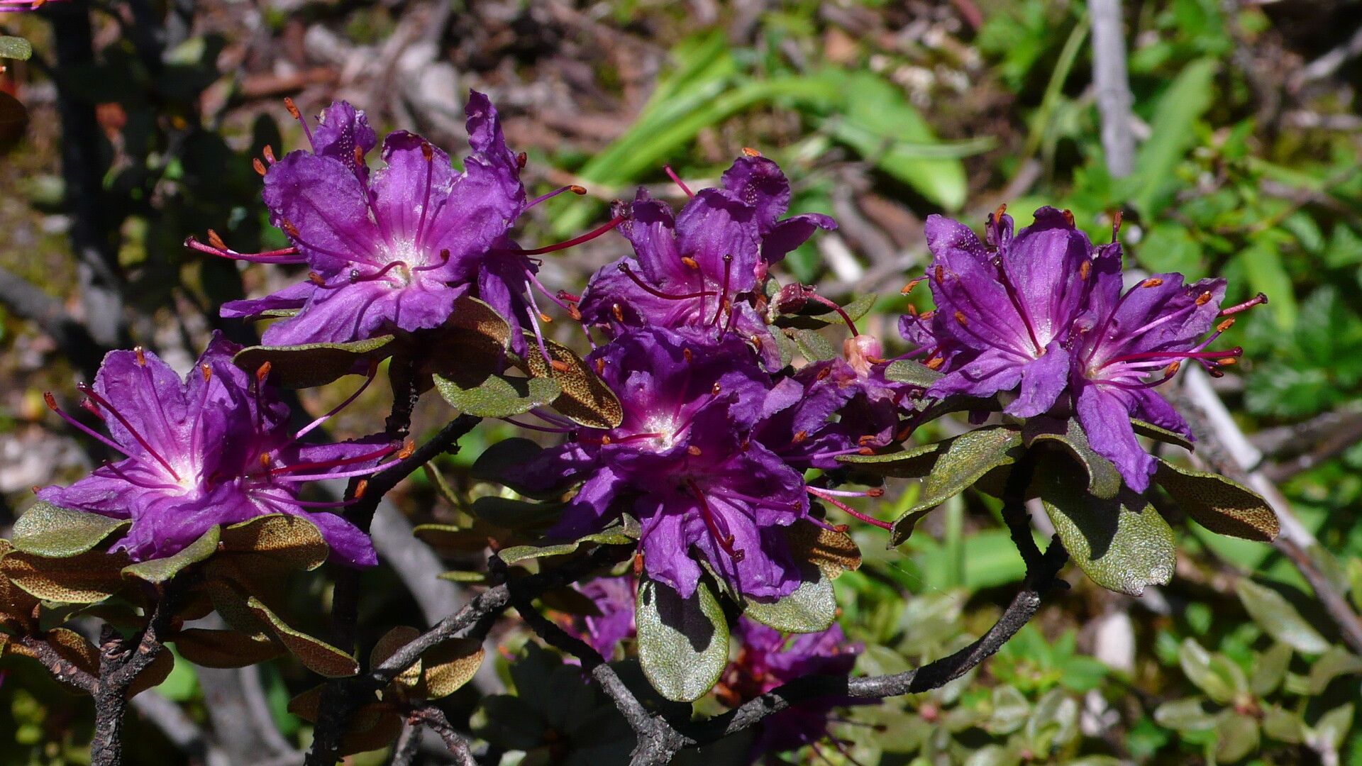 Rhododendron rupicola flower