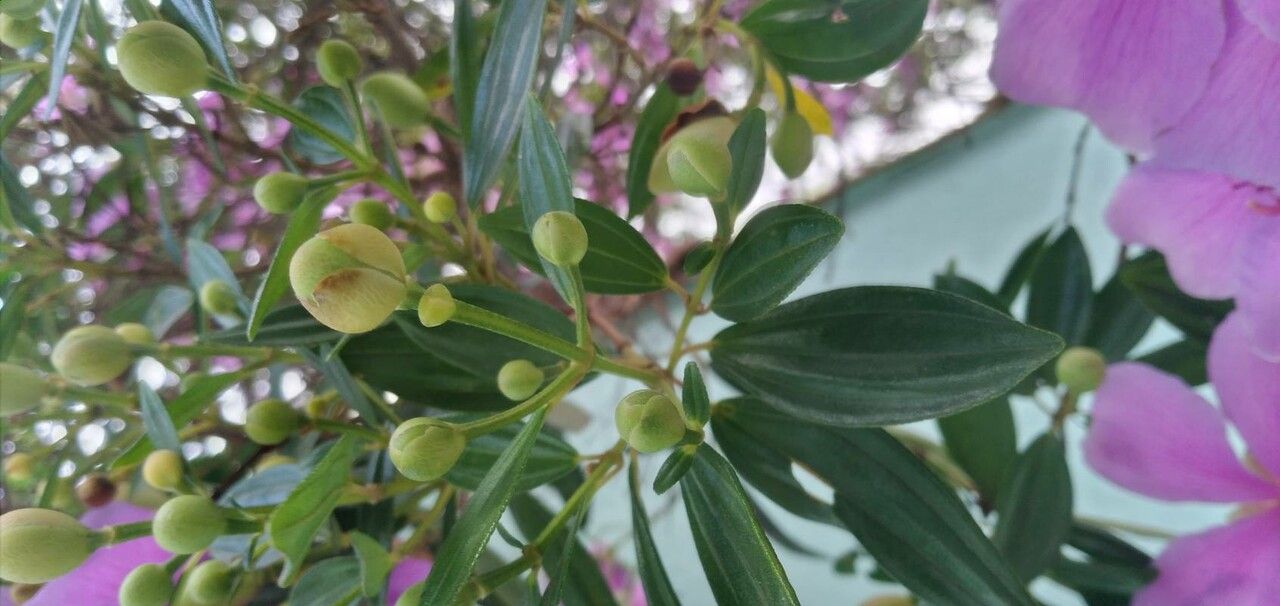 Tibouchina mutabilis leaf