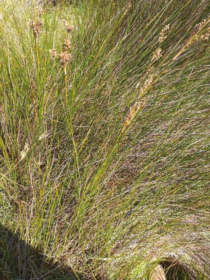 Juncus rigidus habit