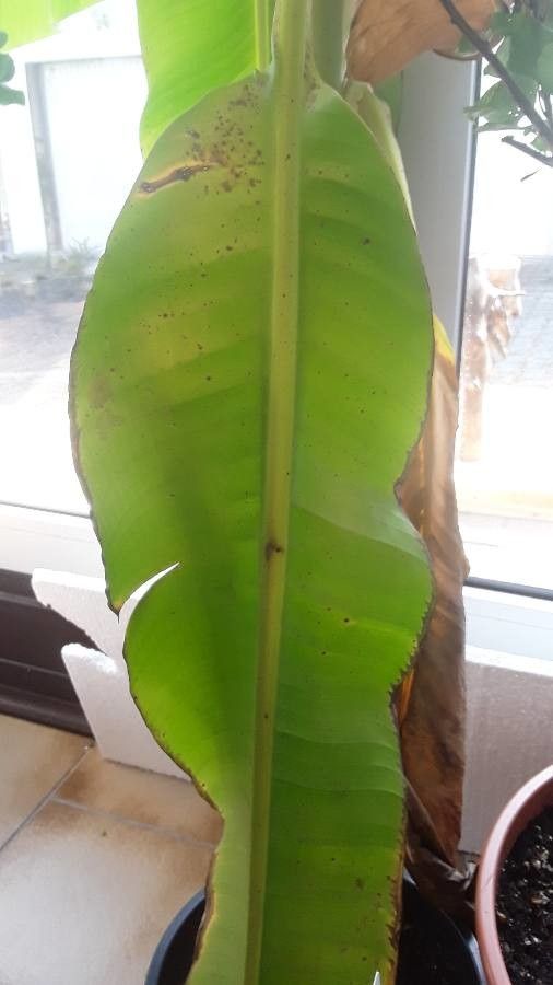 Musa basjoo leaf