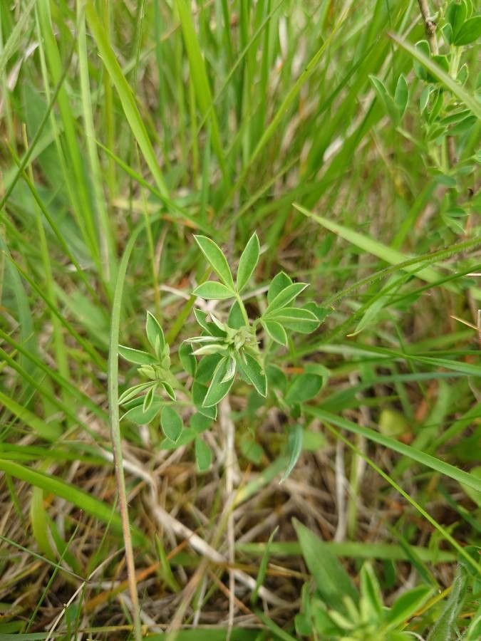 Cytisus ratisbonensis leaf