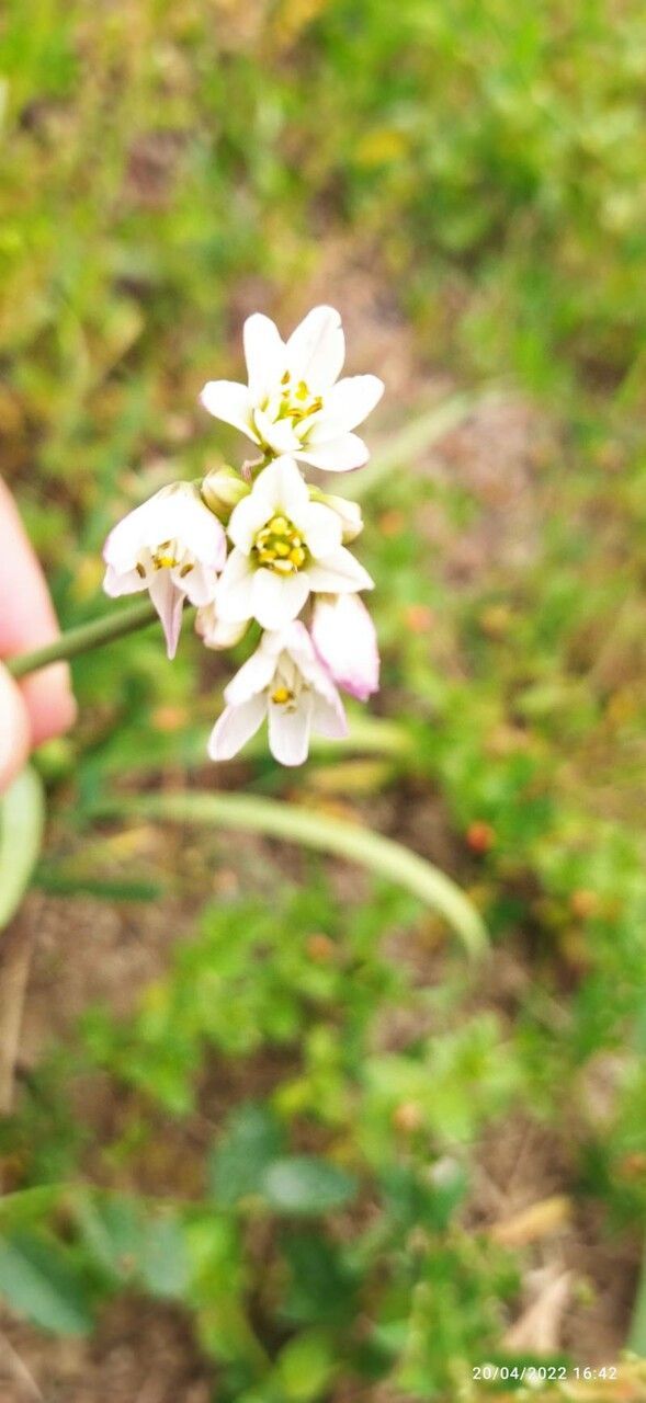 Nothoscordum gracile leaf