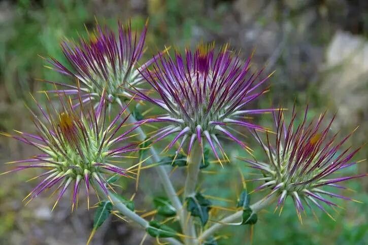 Ptilostemon hispanicus flower
