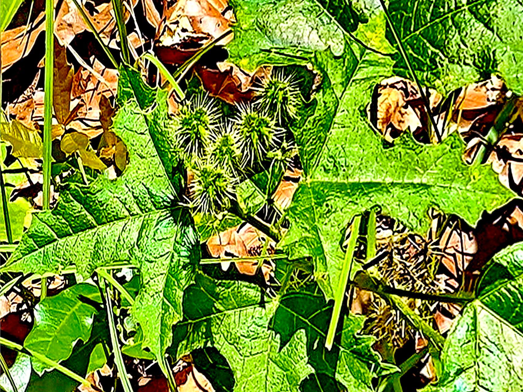 Cnidoscolus stimulosus — houseplant care guide